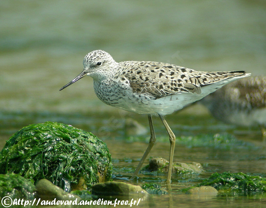 Marsh Sandpiperadult breeding