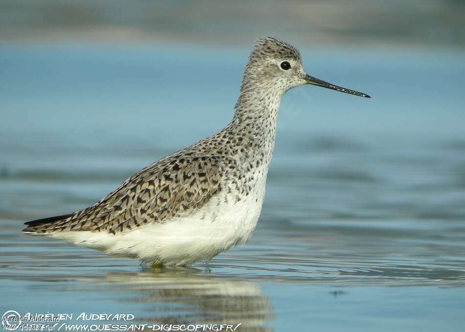 Marsh Sandpiperadult breeding, close-up portrait