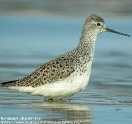 Marsh Sandpiper