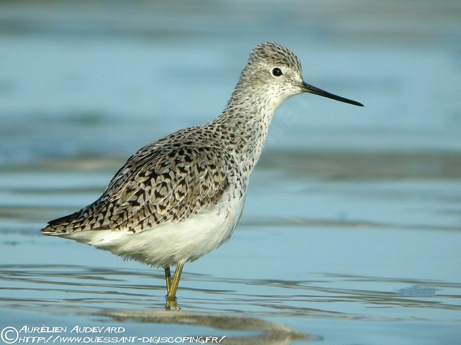 Marsh Sandpiperadult, identification