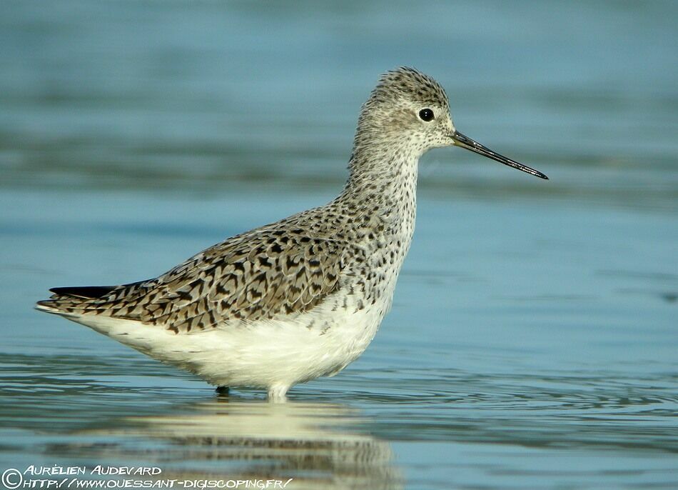 Marsh Sandpiperadult breeding, identification