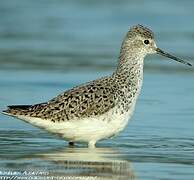 Marsh Sandpiper