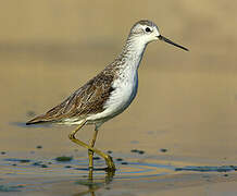 Marsh Sandpiper