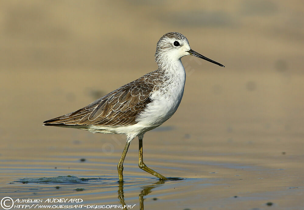 Marsh Sandpiper