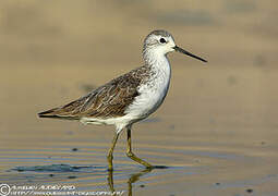 Marsh Sandpiper