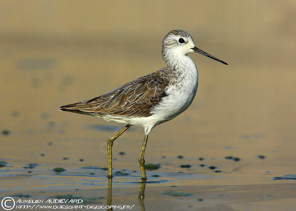 Marsh Sandpiper, identification