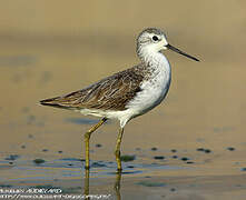 Marsh Sandpiper