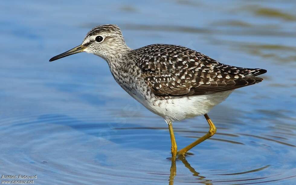 Wood Sandpiperadult breeding, identification