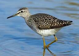 Wood Sandpiper