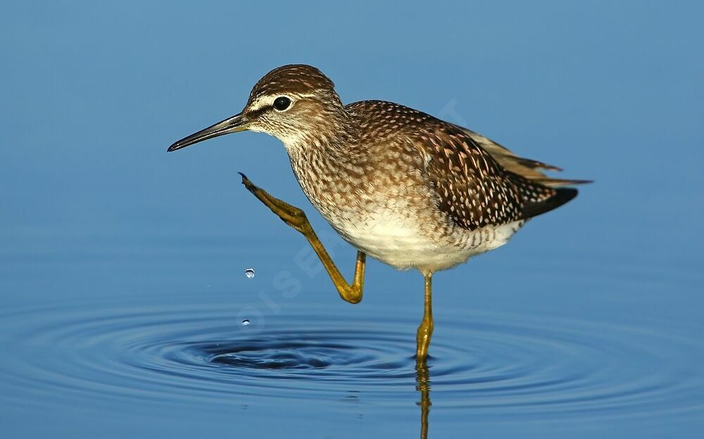 Wood Sandpiper