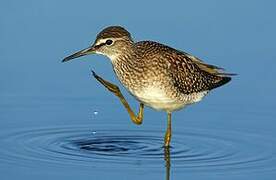 Wood Sandpiper