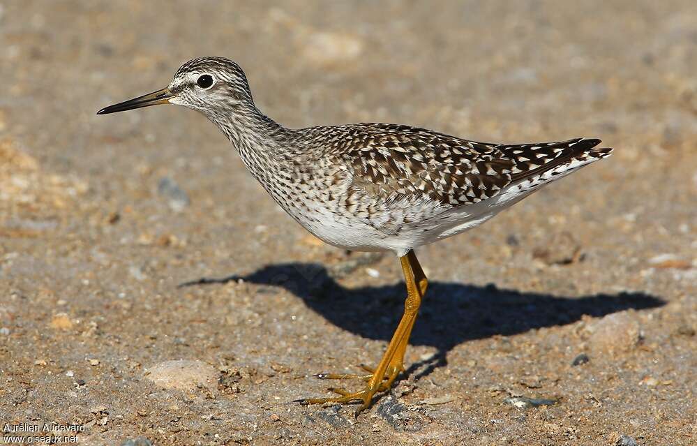 Wood Sandpiperadult breeding, identification