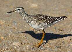 Wood Sandpiper