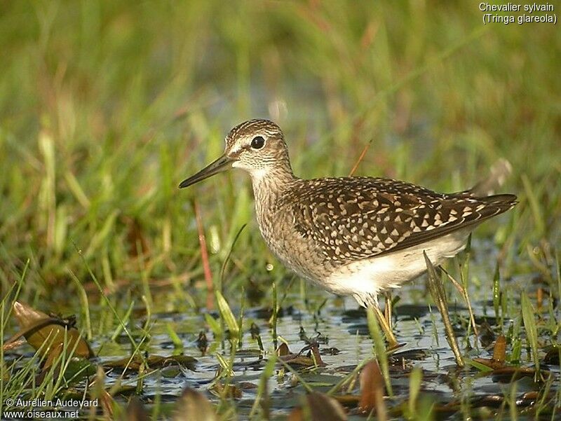 Wood Sandpiper