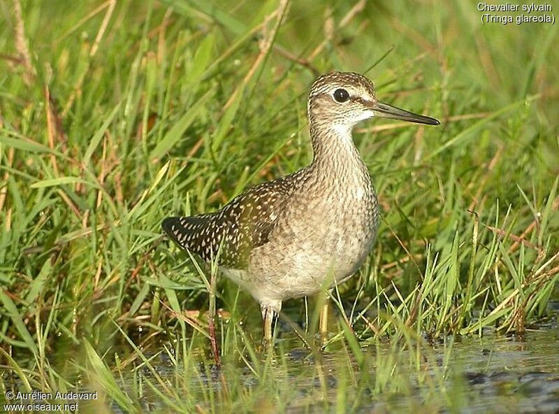 Wood Sandpiper