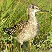 Wood Sandpiper