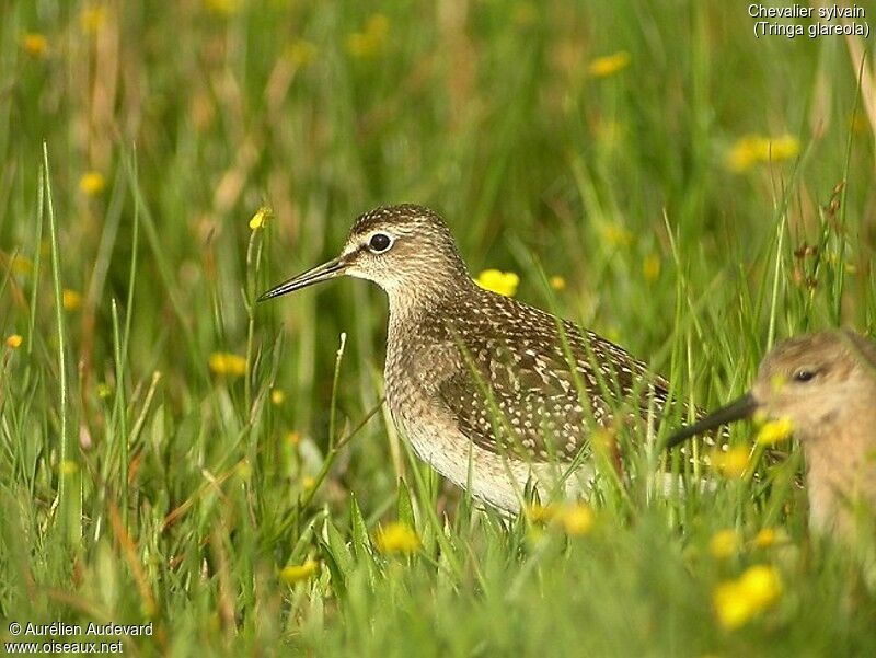 Wood Sandpiper