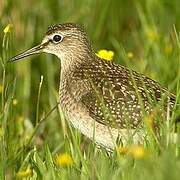 Wood Sandpiper