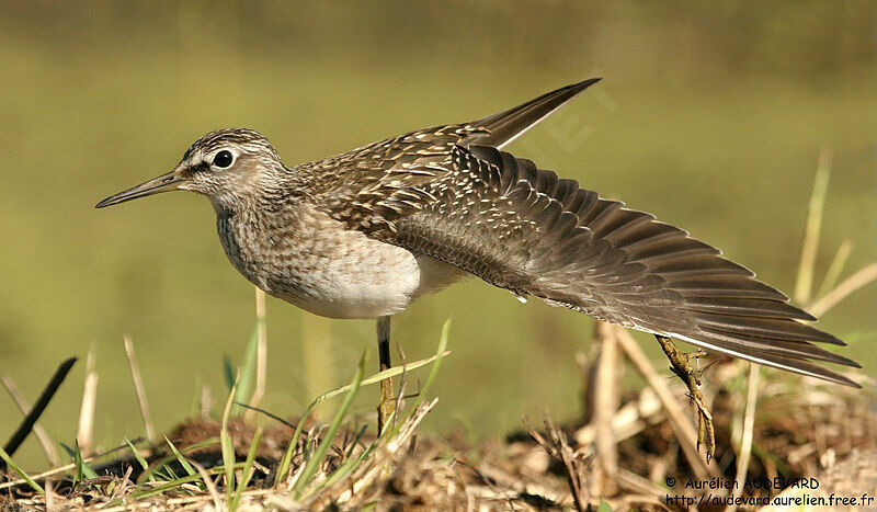 Wood Sandpiper