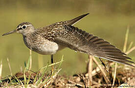 Wood Sandpiper