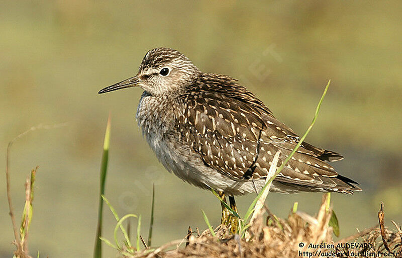 Wood Sandpiper