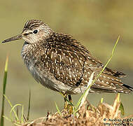 Wood Sandpiper