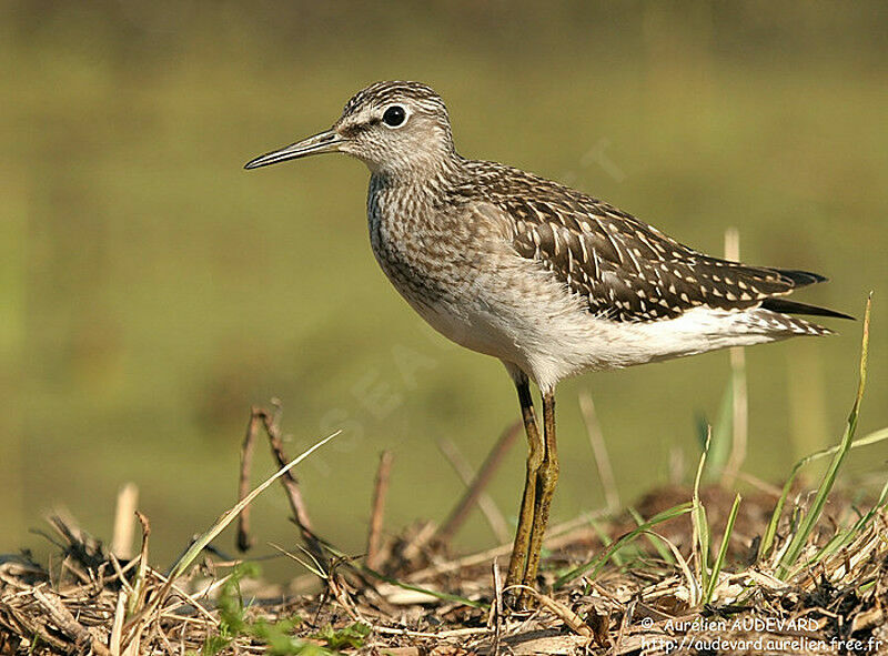 Wood Sandpiper