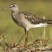 Wood Sandpiper