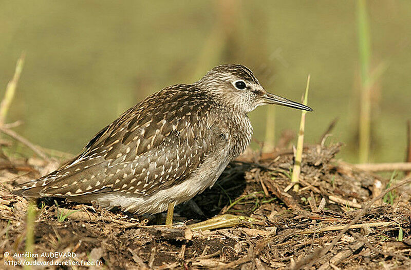 Wood Sandpiper