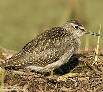 Wood Sandpiper