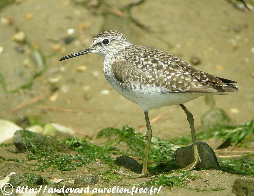 Wood Sandpiperadult breeding