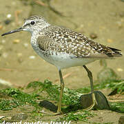 Wood Sandpiper