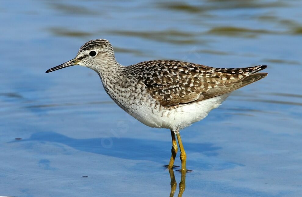 Wood Sandpiper, identification