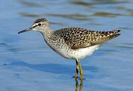 Wood Sandpiper