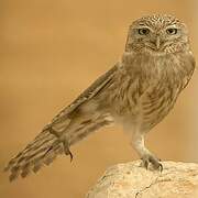 Little Owl