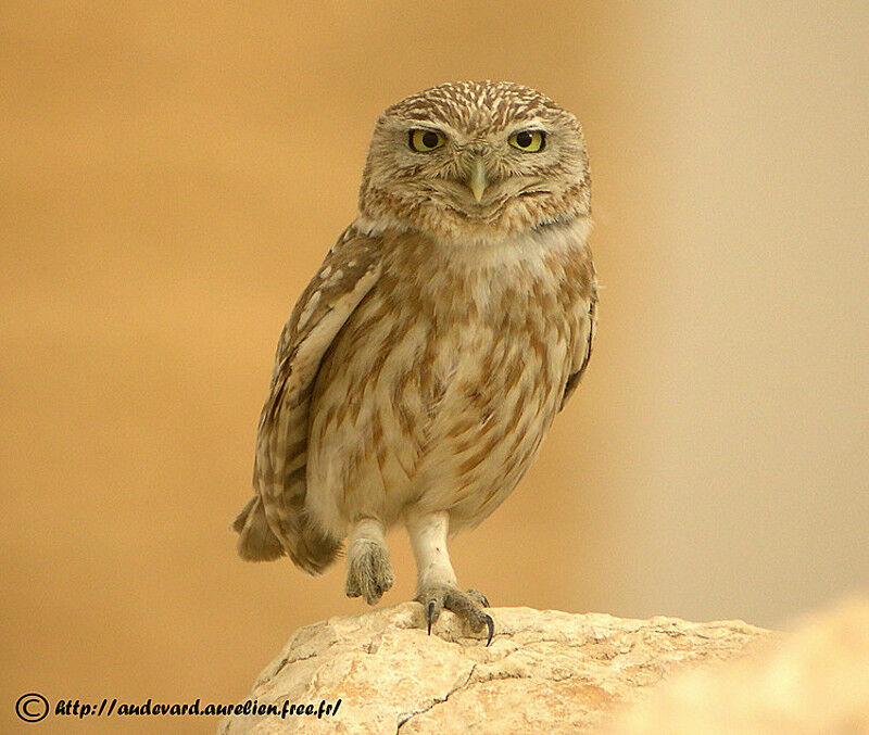 Little Owl