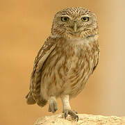 Little Owl