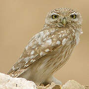 Little Owl