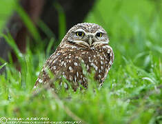 Burrowing Owl