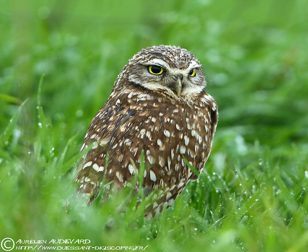 Burrowing Owl