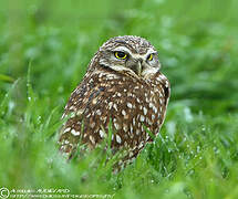 Burrowing Owl