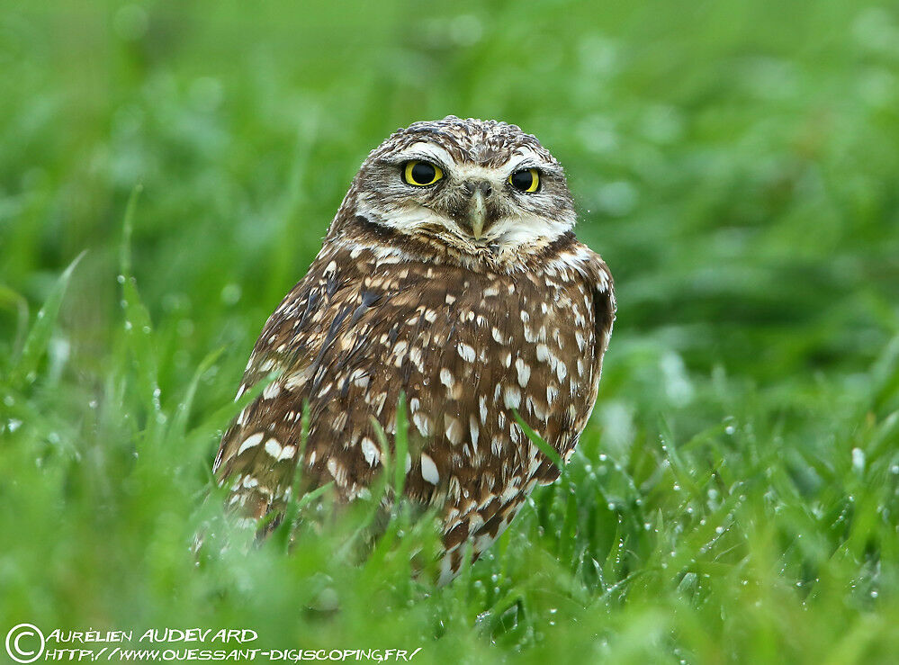 Burrowing Owl, identification