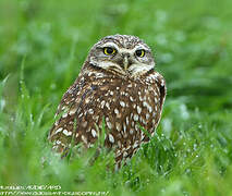 Burrowing Owl