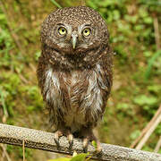 Collared Owlet