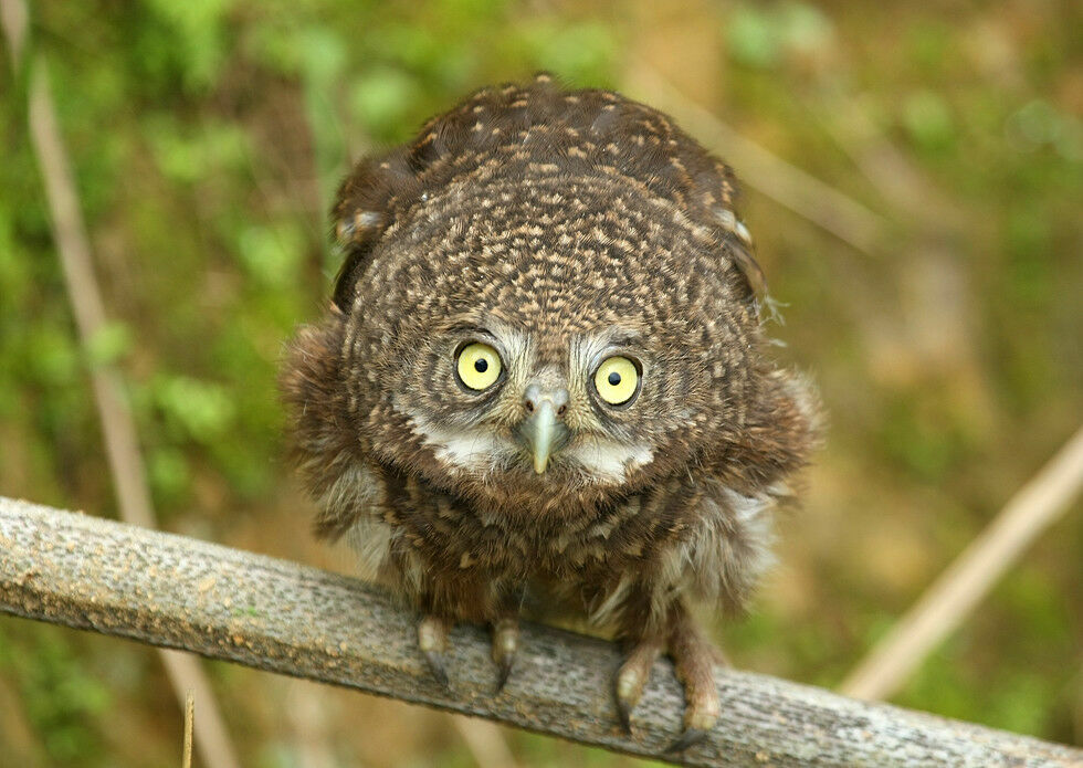 Collared Owlet