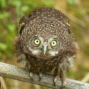 Collared Owlet