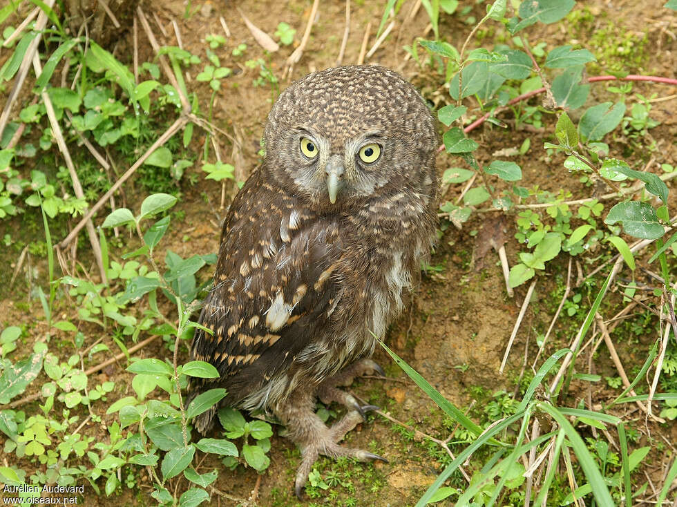 Collared Owletjuvenile