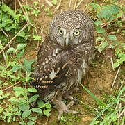 Collared Owlet