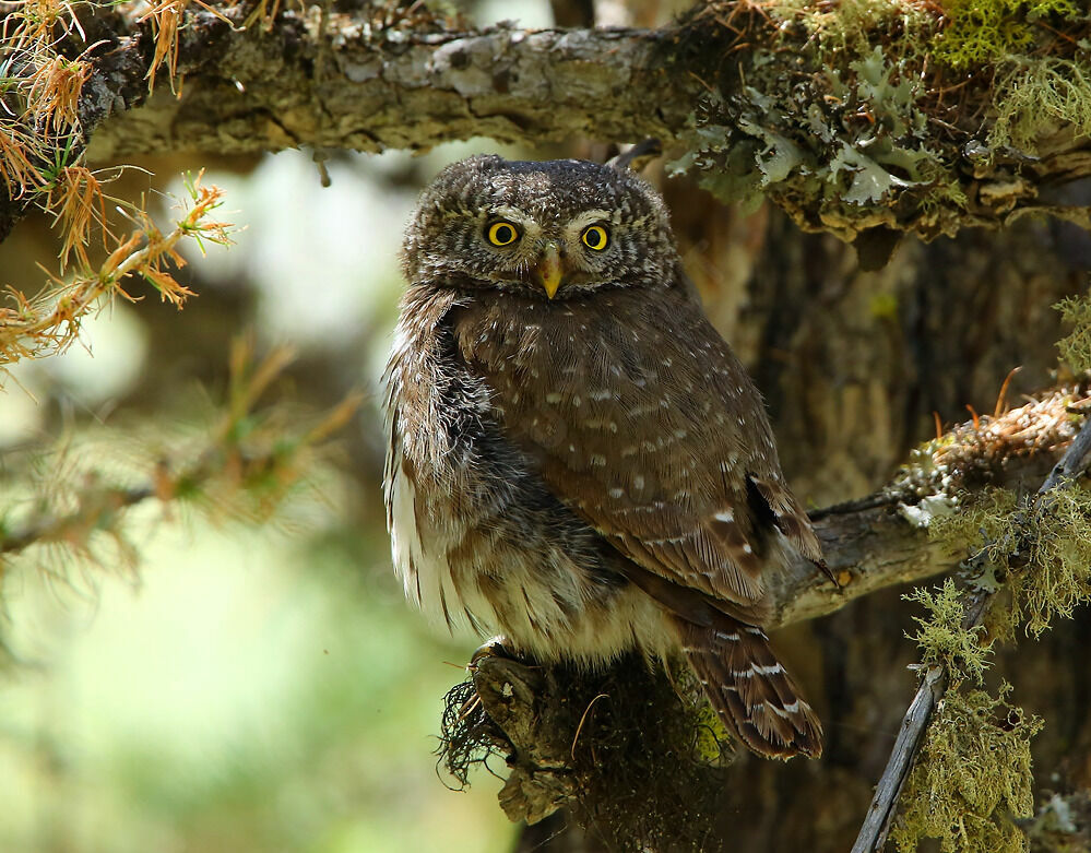 Eurasian Pygmy Owl male adult, identification, close-up portrait, habitat, moulting