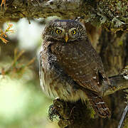 Eurasian Pygmy Owl